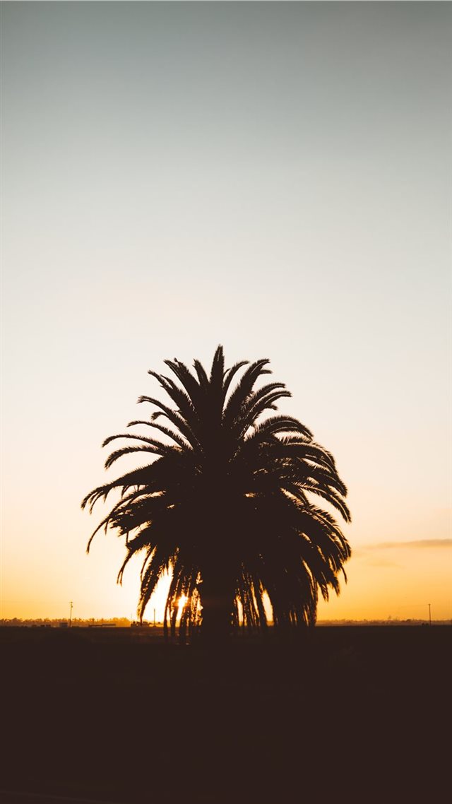 1080x1920 silhouette photo of palm tree during golden hour - beach iPhone 8 Wallpaper