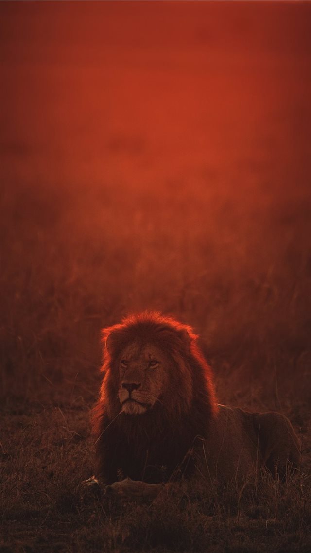 1080x1920 lion on green grass during golden hour - lion iPhone 8 Wallpaper