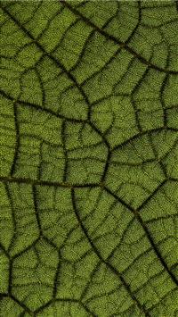 green leaf wallpaper