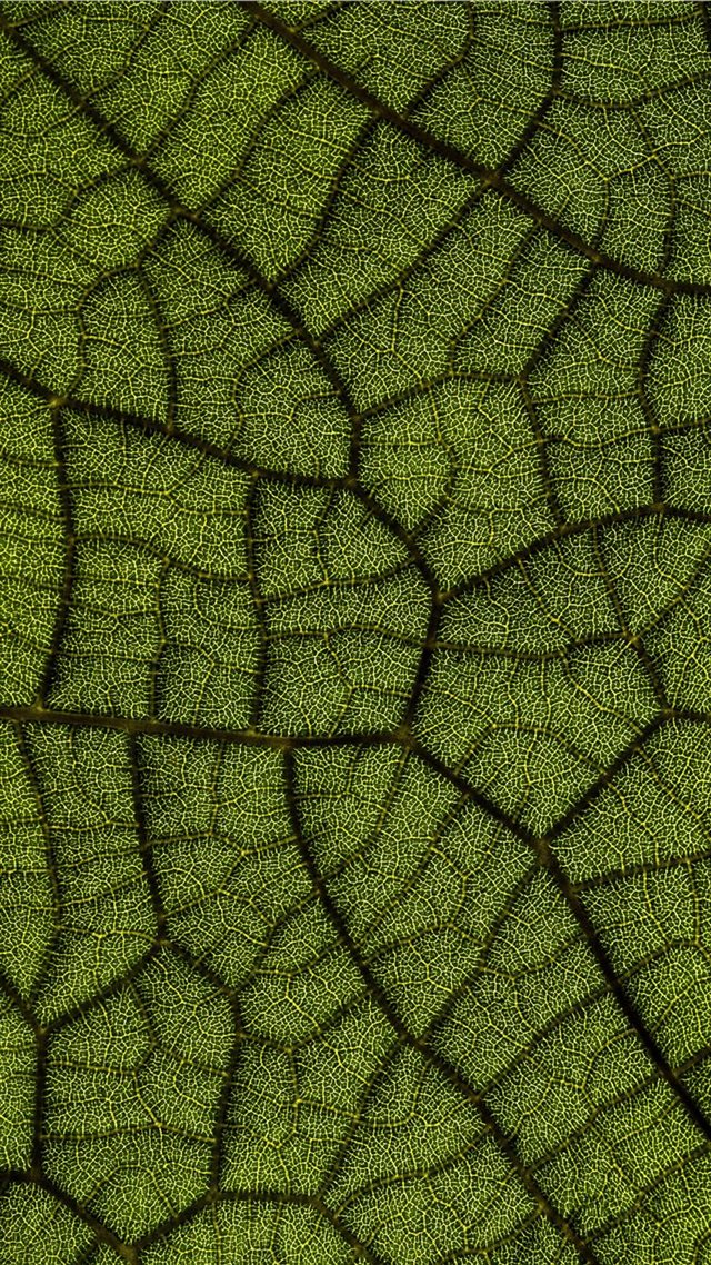 1080x1920 green leaf - tropical iPhone 8 Wallpaper