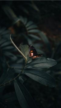 butterfly perching on leaves wallpaper