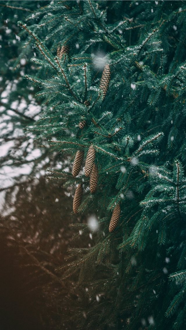 1080x1920 green leafed tree - winter iPhone 8 Wallpaper
