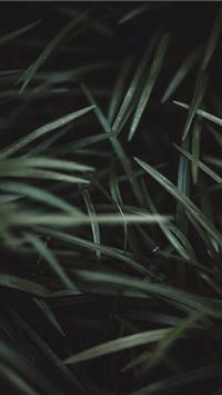 green grass wallpaper