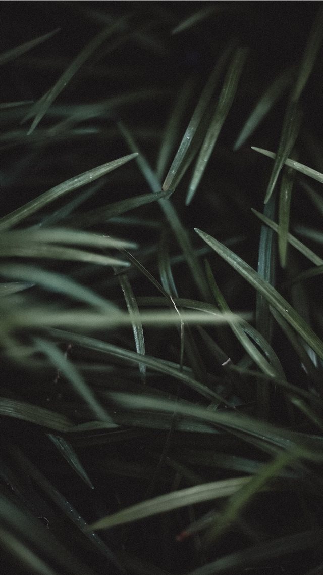1080x1920 green grass - grass iPhone 8 Wallpaper