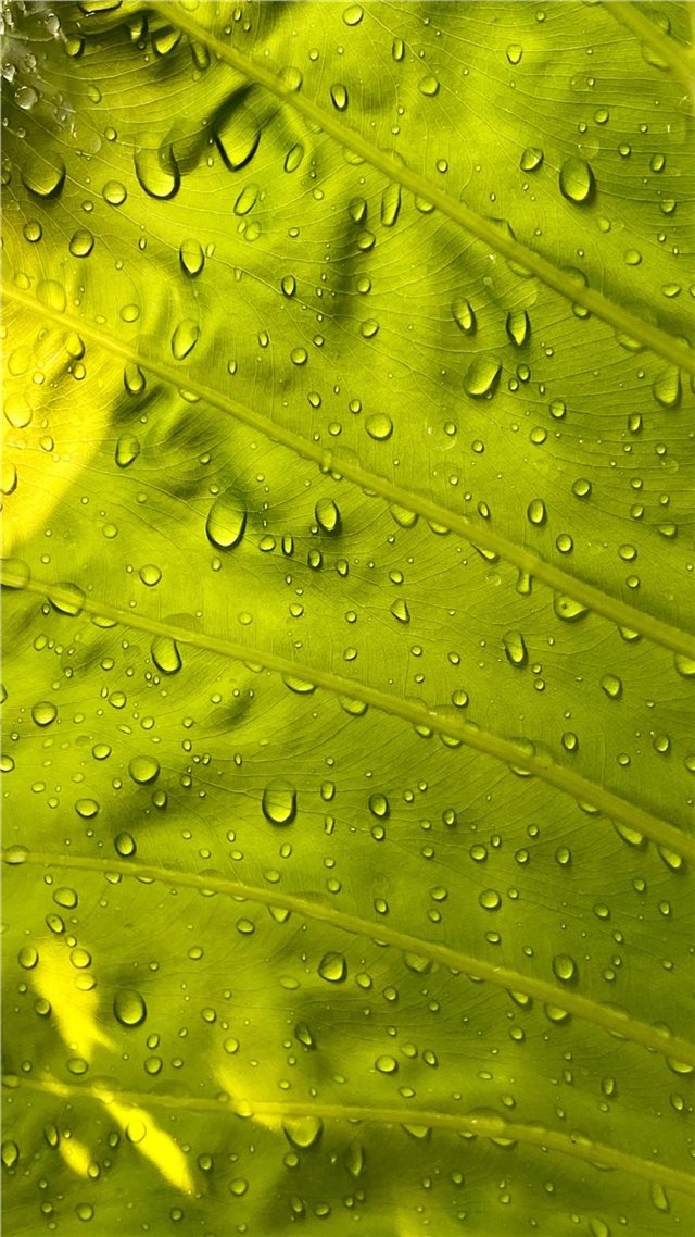 1080x1920 water drops on green leaf - green iPhone 8 Wallpaper