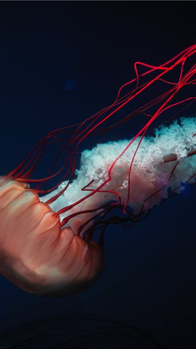 1080x1920 shallow focus photo of red jellyfish -  iPhone 8 Wallpaper