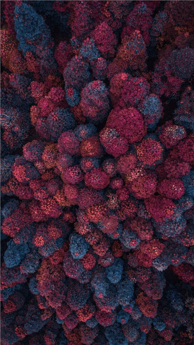 1080x1920 aerial view photography of of pink and blue pine t... - texture iPhone 8 Wallpaper