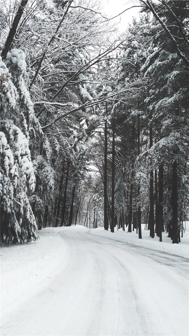 1080x1920 road surrounded by trees during winter - winter iPhone 8 Wallpaper