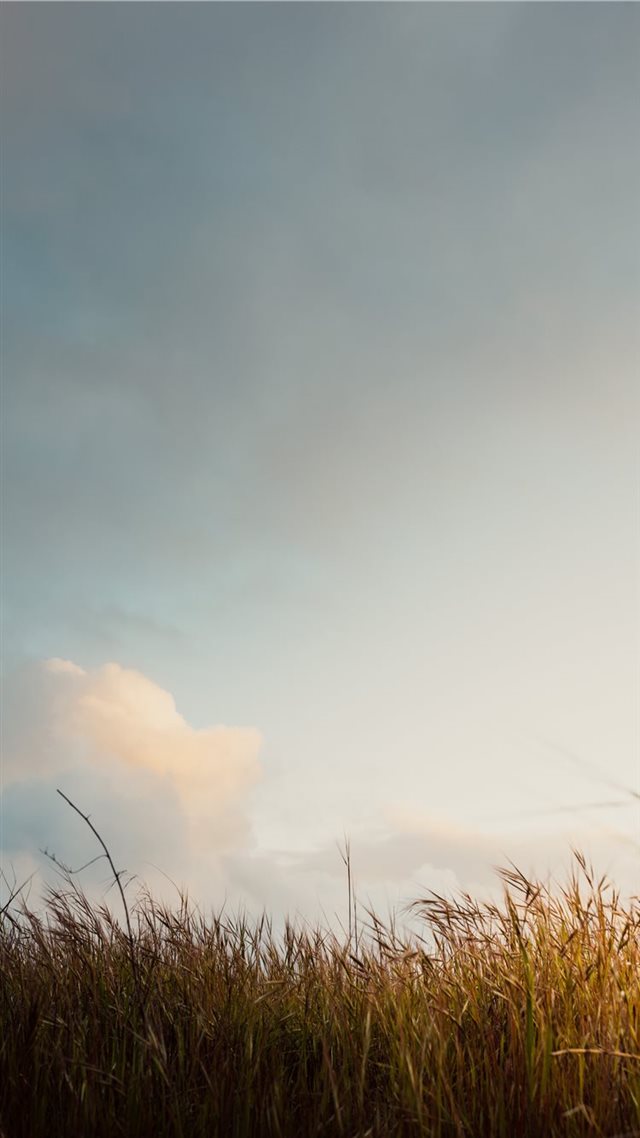 1080x1920 brown grass field under white cloudy sky - grass iPhone 8 Wallpaper