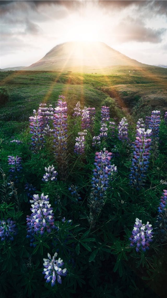 1080x1920 pink and white flowers under sunrise - flower iPhone 8 Wallpaper