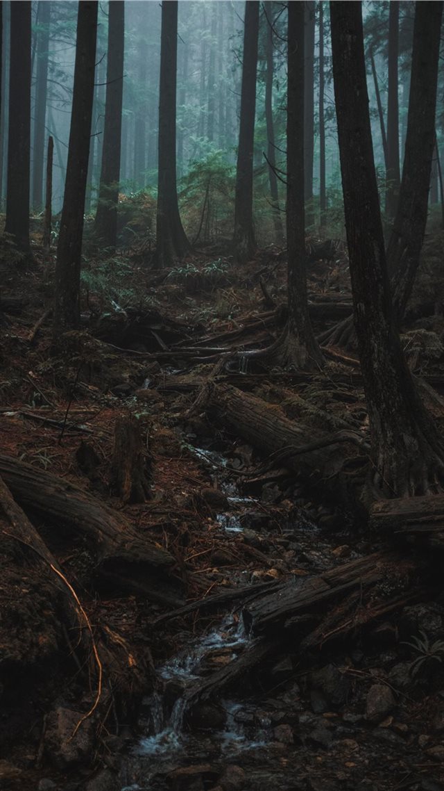 1080x1920 green forest with tall trees - forest iPhone 8 Wallpaper