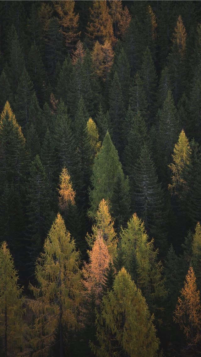 1080x1920 aerial photography of pine trees - forest iPhone 8 Wallpaper