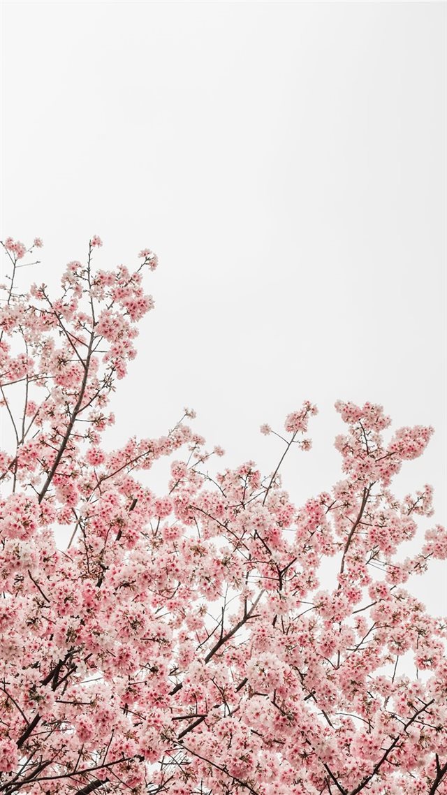 1080x1920 worm's eye view photography of pink cheery blossom... - spring iPhone 8 Wallpaper