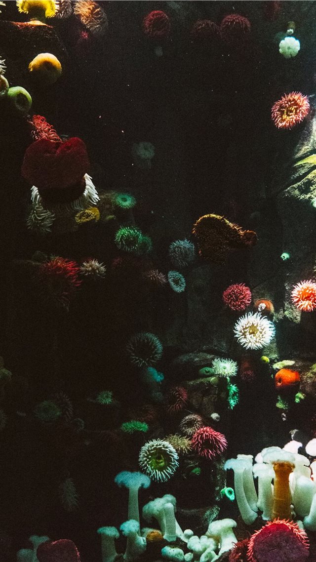 1080x1920 photography of sea corals - canada iPhone 8 Wallpaper