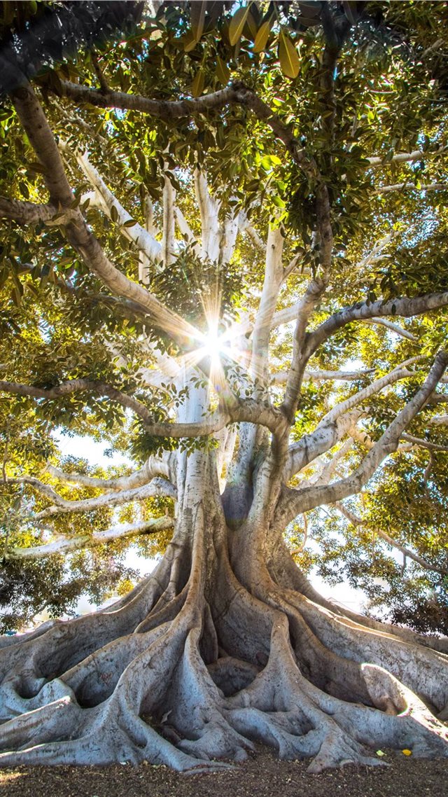 1080x1920 sun light passing through green leafed tree - life iPhone 8 Wallpaper