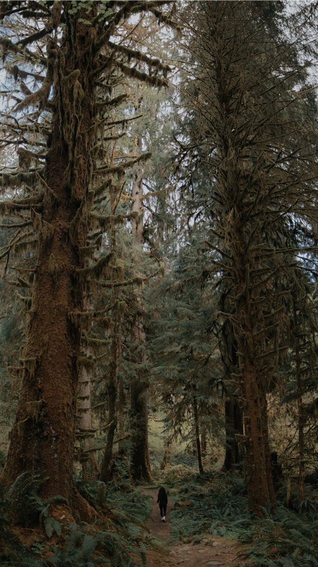 1080x1920 green trees - tree iPhone 8 Wallpaper