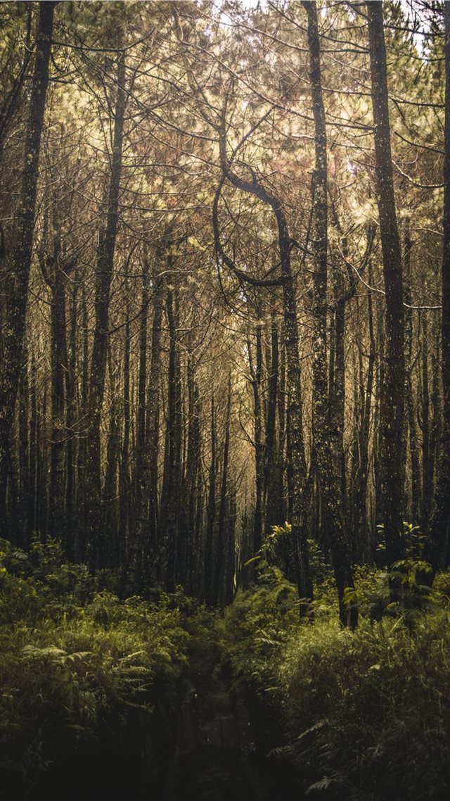 1080x1920 forest filled with trees - art iPhone 8 Wallpaper