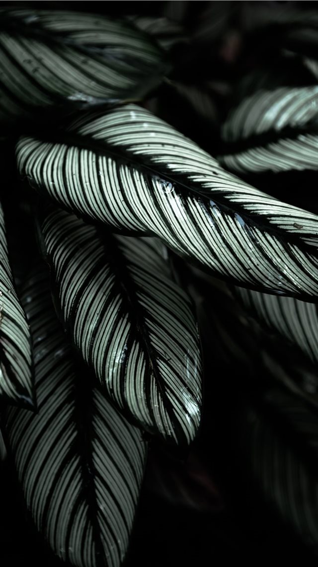 1080x1920 gray and black leafed plants - animal iPhone 8 Wallpaper