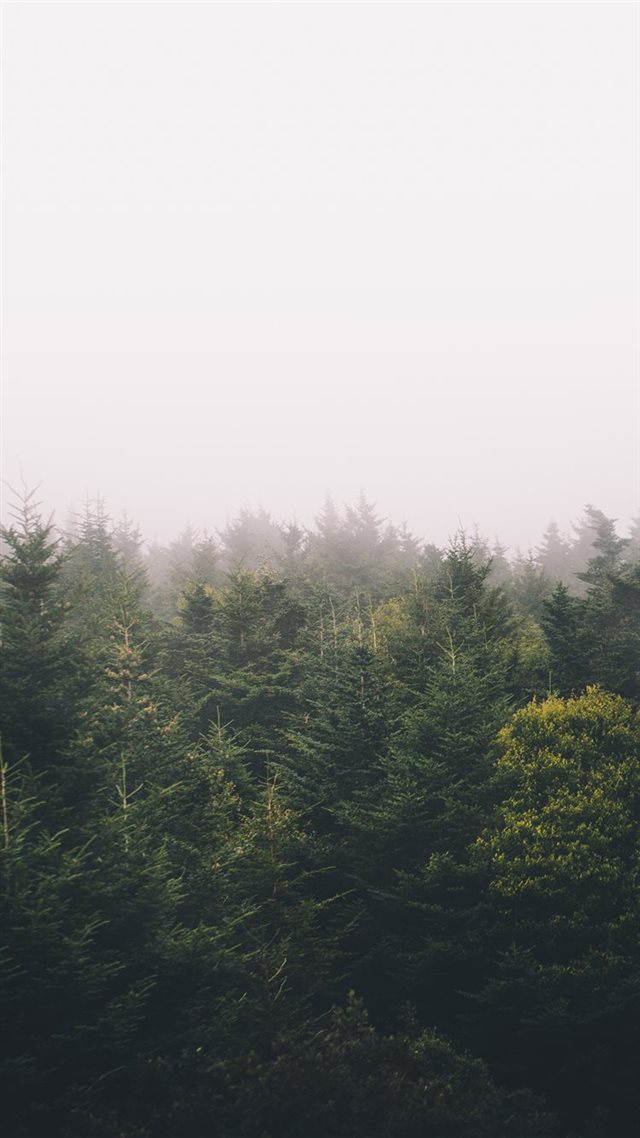 1080x1920 green trees - tree iPhone 8 Wallpaper