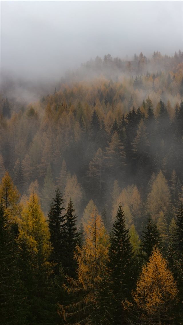 1080x1920 brown and green forest - tree iPhone 8 Wallpaper