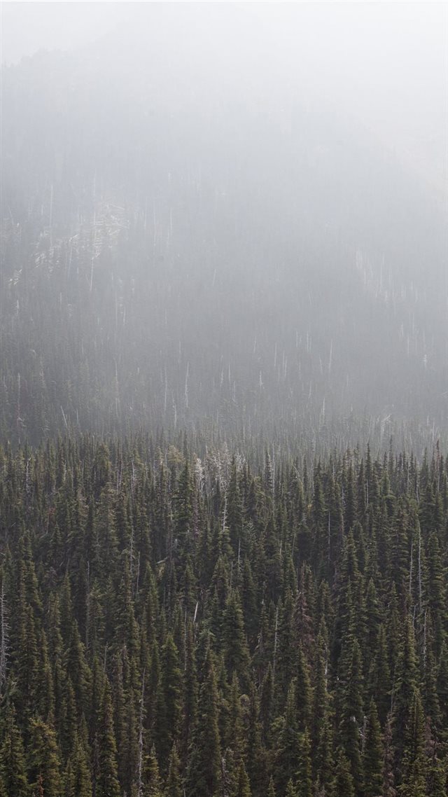 1080x1920 forest surronded by fog during daytime - trees iPhone 8 Wallpaper