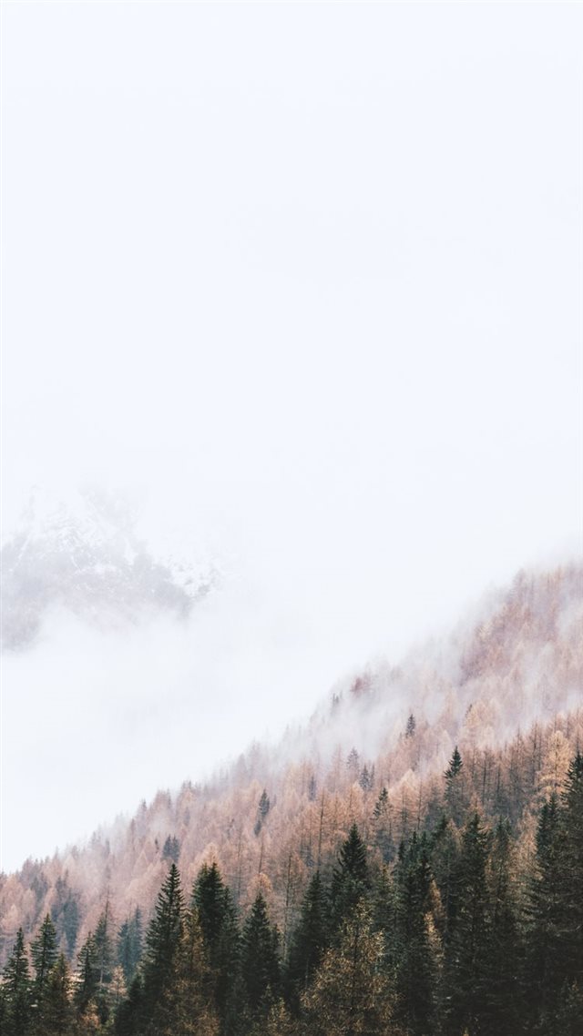 1080x1920 high angle photography of pine trees - tree iPhone 8 Wallpaper