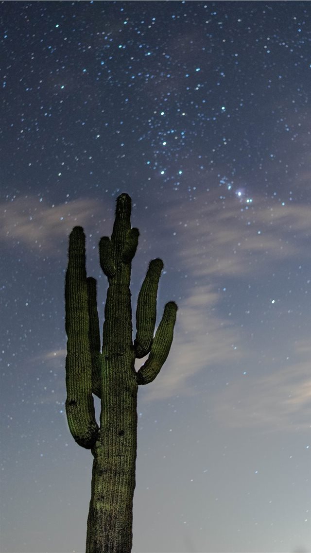 1080x1920 low angle photography of green cactus - space iPhone 8 Wallpaper