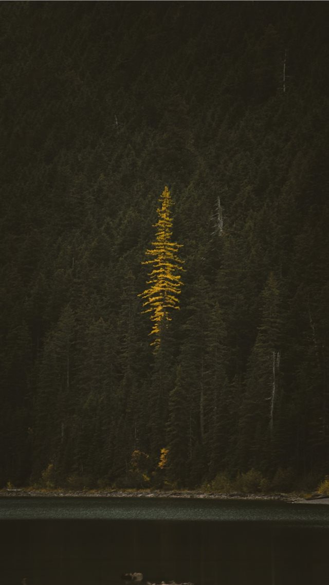 1080x1920 tree near body of water - green iPhone 8 Wallpaper