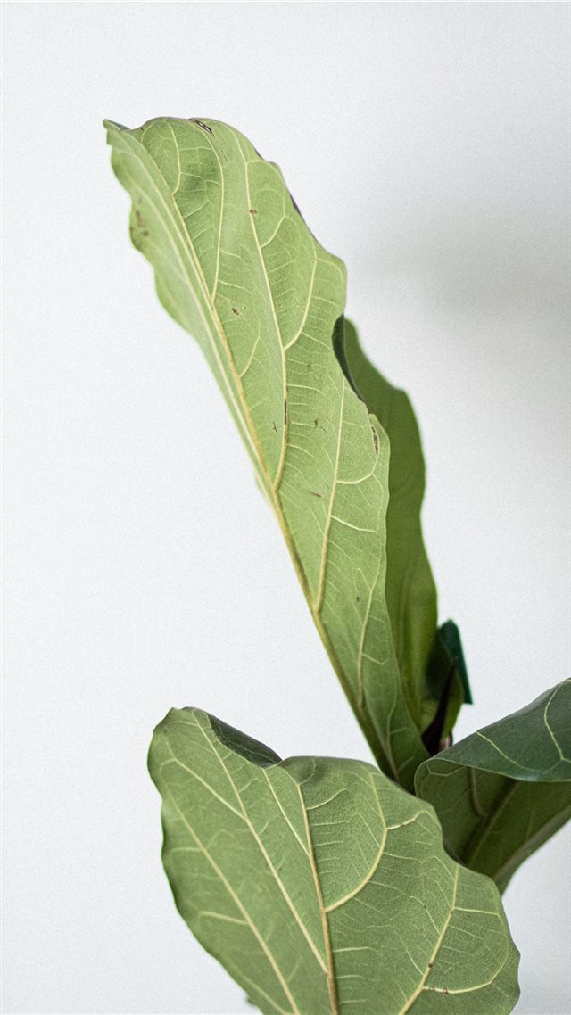 1080x1920 green leaves - food iPhone 8 Wallpaper