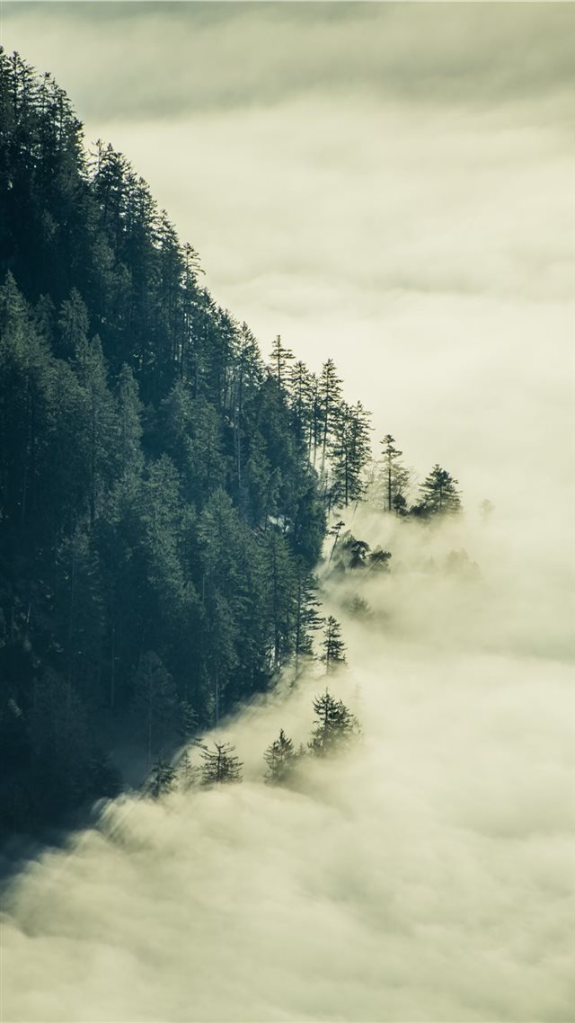 1080x1920 green tress with fogs -  iPhone 8 Wallpaper