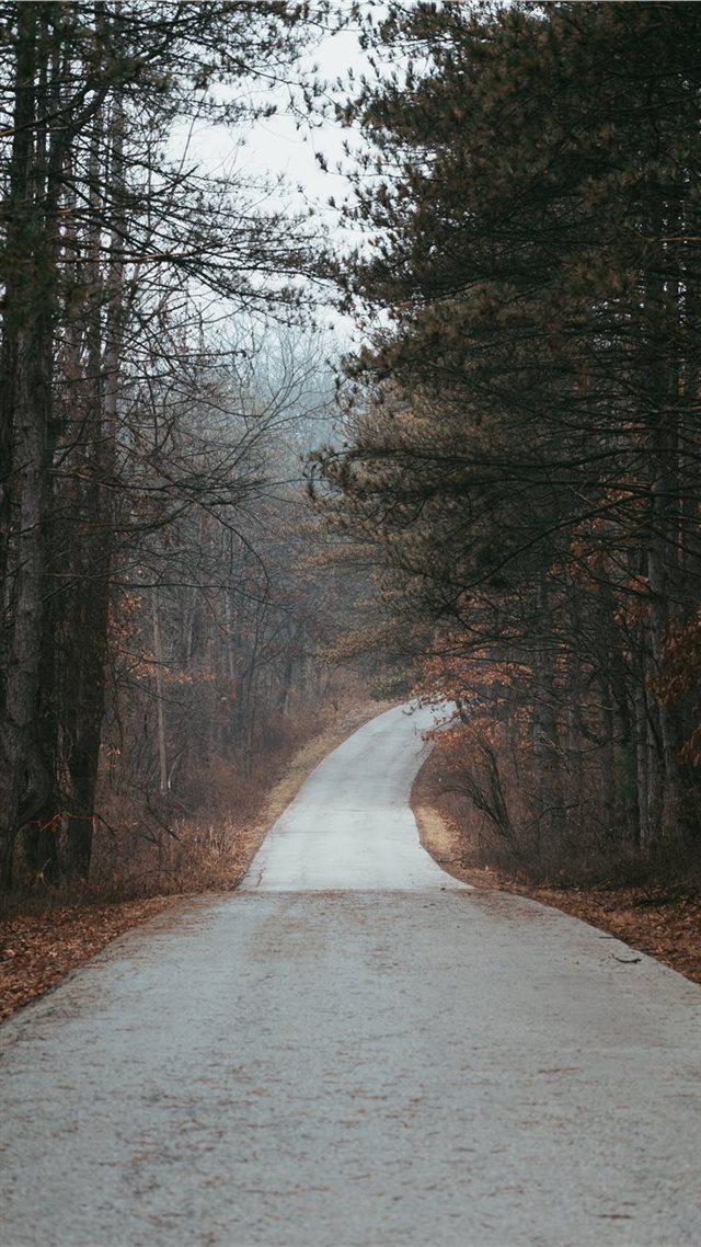 1080x1920 road in between tree during daytime - art iPhone 8 Wallpaper