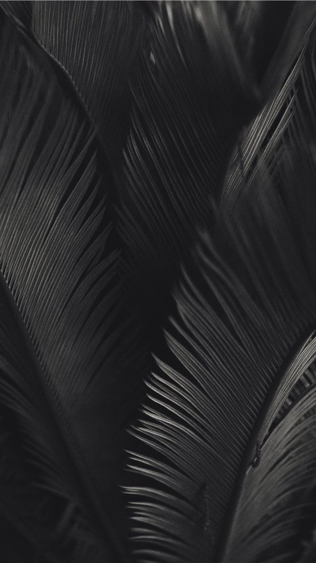 1080x1920 palm tree - black iPhone 8 Wallpaper