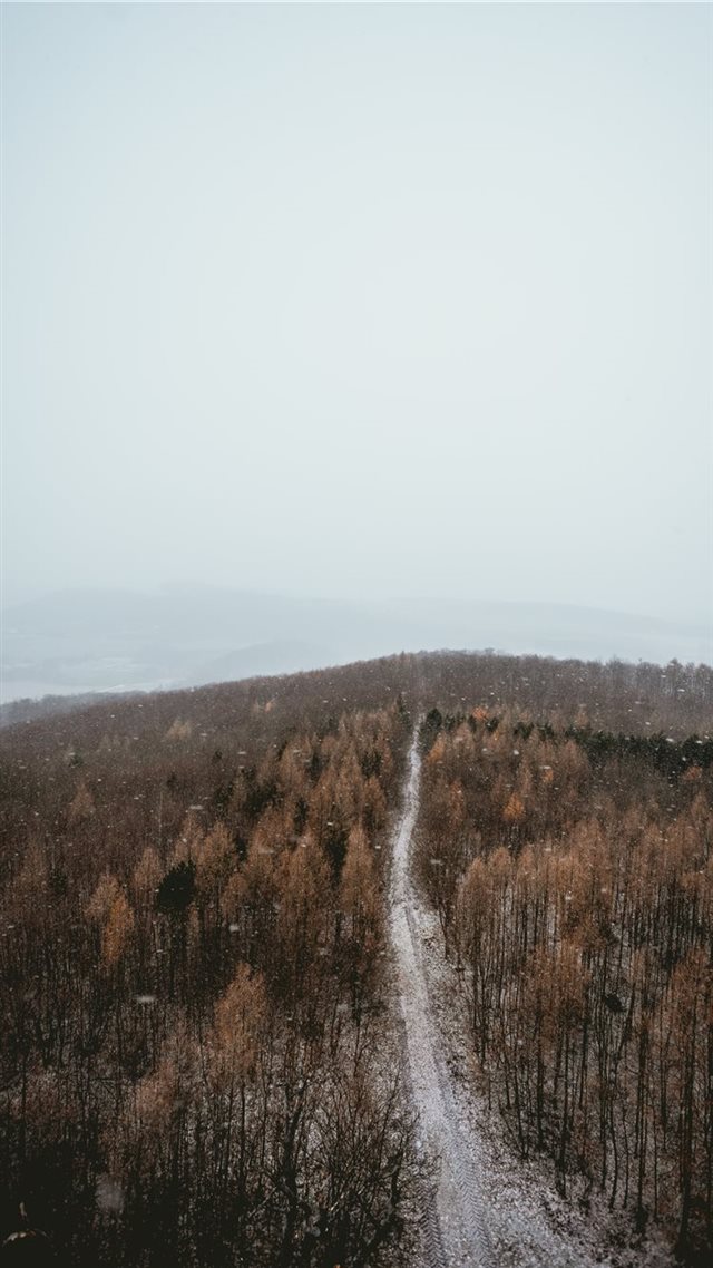 1080x1920 view of the trees in winter - grass iPhone 8 Wallpaper