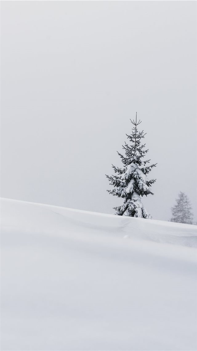 1080x1920 pine tree in the middle of the field -  iPhone 8 Wallpaper