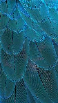  Beautiful Plumage No it is not a Norwegian Blue b... wallpaper
