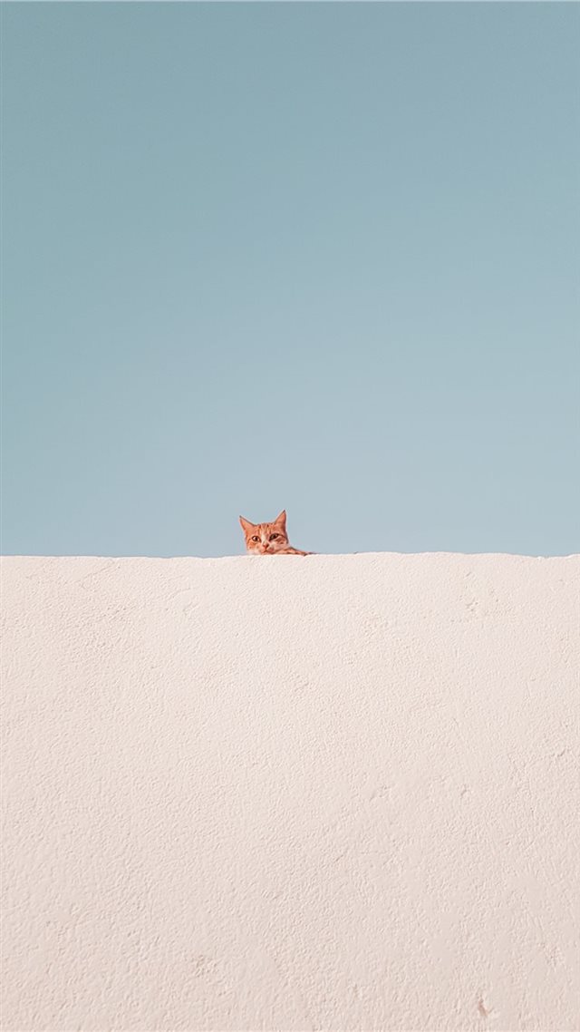 1080x1920 brown tabby cat on concrete roof during daytime - fox iPhone 8 Wallpaper