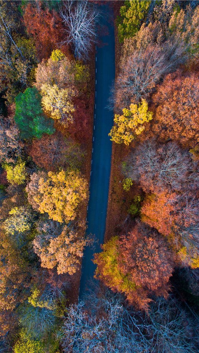 1080x1920 aerial photography of road surrounded with orange ... - trees iPhone 8 Wallpaper