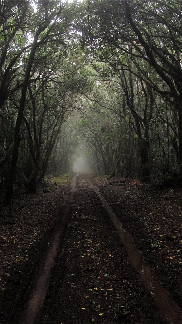 1080x1920 pathway between trees during daytime - tree iPhone 8 Wallpaper
