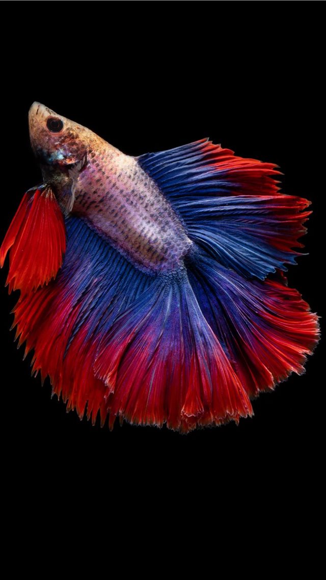 1080x1920 full moon betta fish -  iPhone 8 Wallpaper
