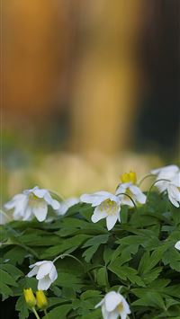 White flowers anemone spring 1125x2436 wallpaper b... wallpaper