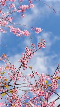 Spring sakura flowering pink flowers twigs 1125x24... wallpaper