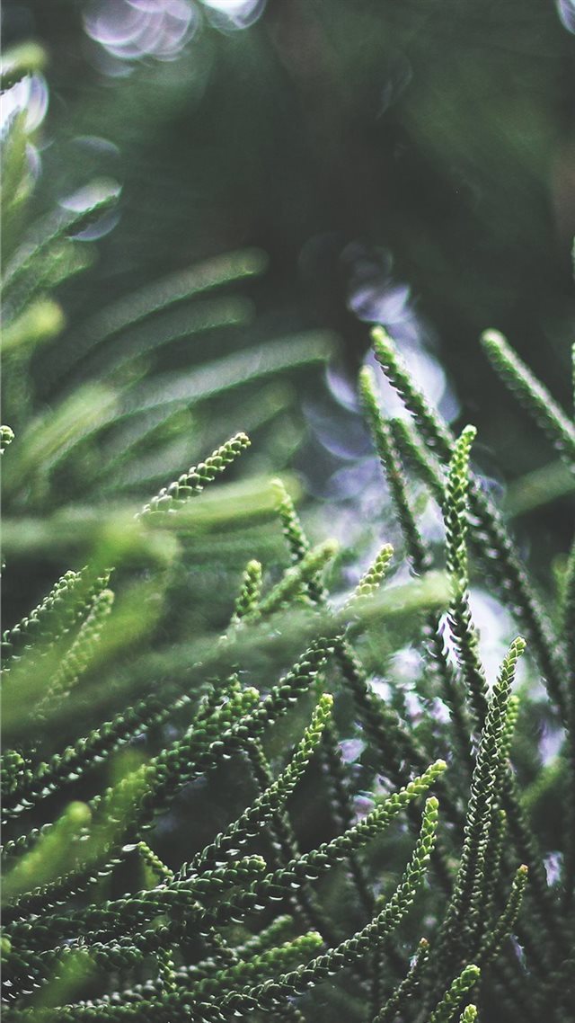 1080x1920 Apple nl76 tree green bokeh nature spring - trends iPhone 8 Wallpaper