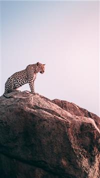 brown leopard on top of grey rock wallpaper