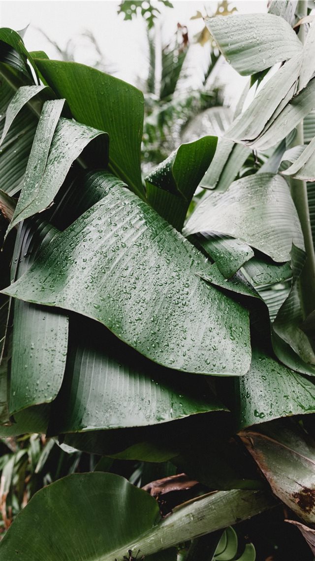 1080x1920 green tree - tropical iPhone 8 Wallpaper