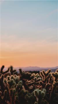 closeup photo of cactus under white and blue sky d... wallpaper