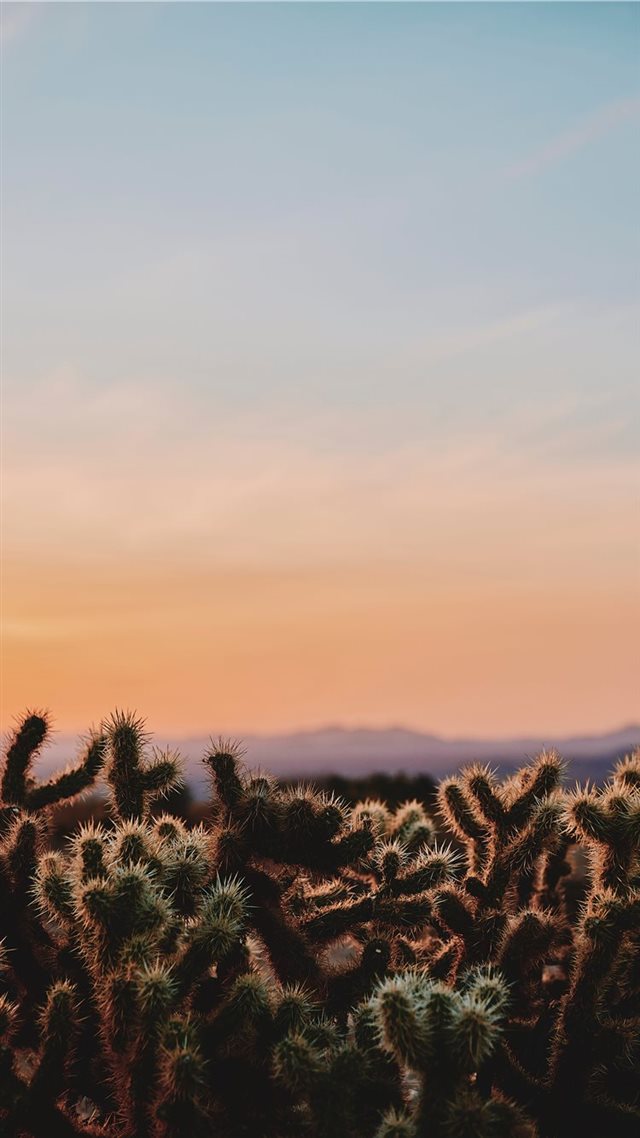 1080x1920 closeup photo of cactus under white and blue sky d... - fireworks iPhone 8 Wallpaper