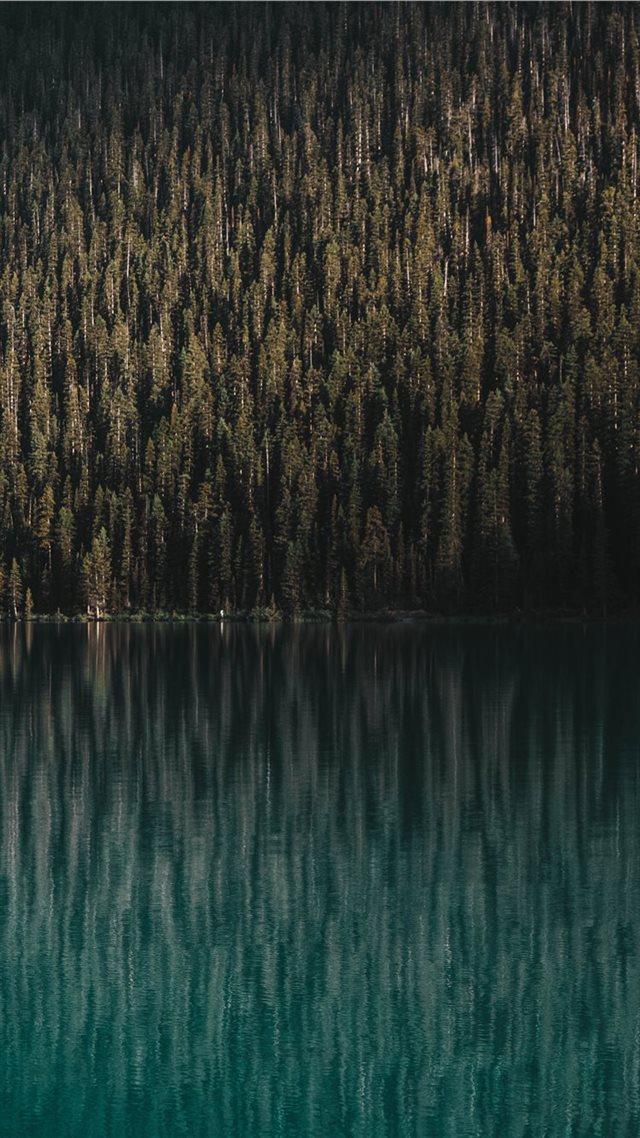 1080x1920 Equilibrium - trees iPhone 8 Wallpaper