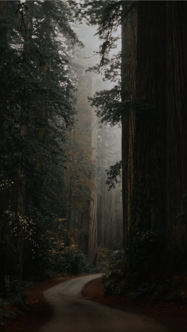 1080x1920 green trees under white sky during daytime - tree iPhone 8 Wallpaper