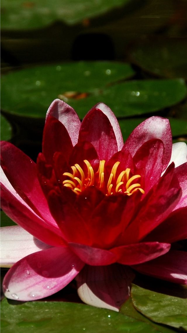 1080x1920 1125 x 2436 Apple nature wallpaper Excursion prett... - trends iPhone 8 Wallpaper