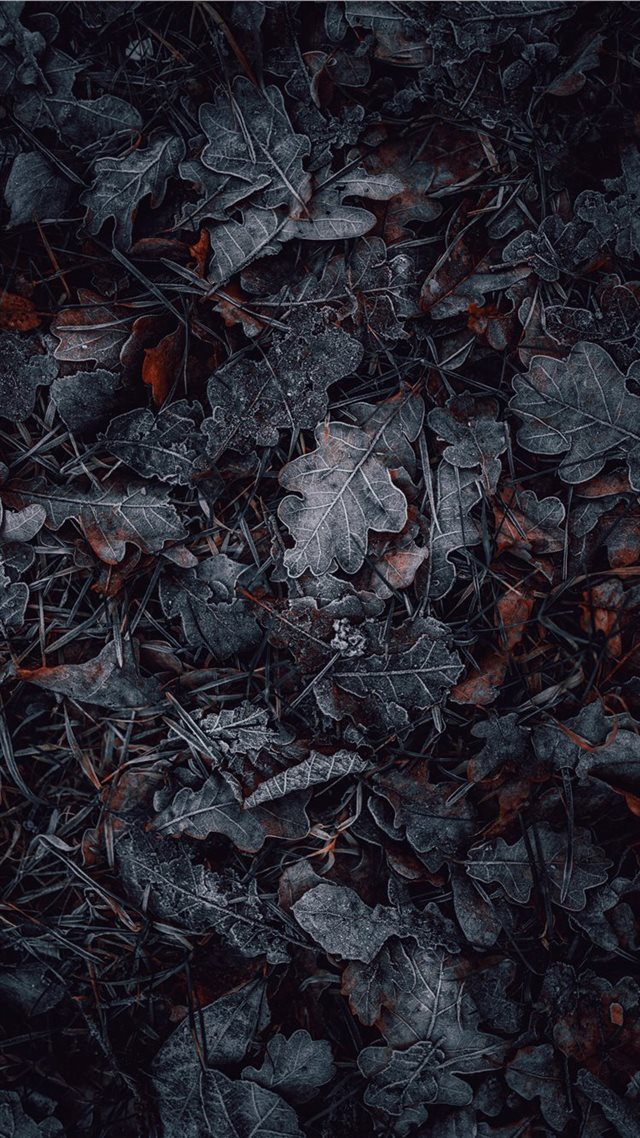 1080x1920 macro photography of gray and brown leaves - art iPhone 8 Wallpaper